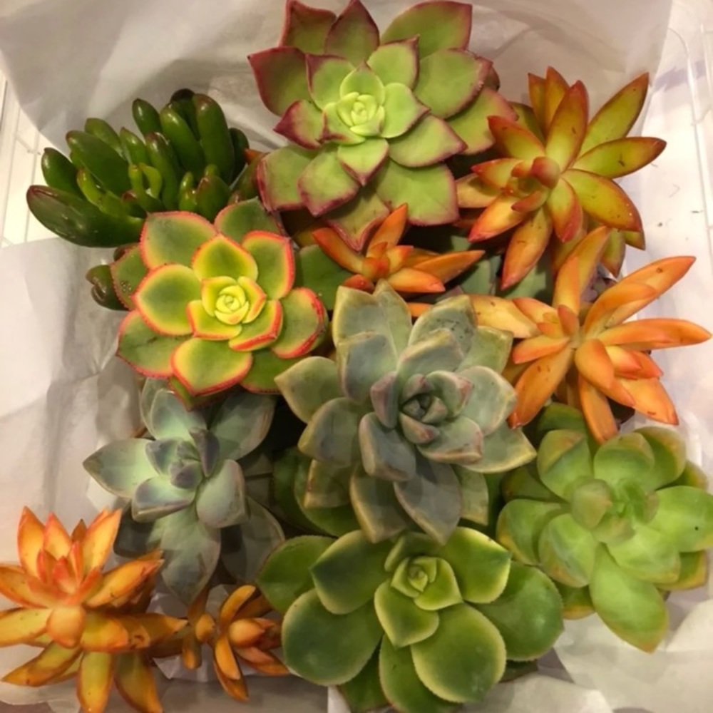 Succulents Clippings